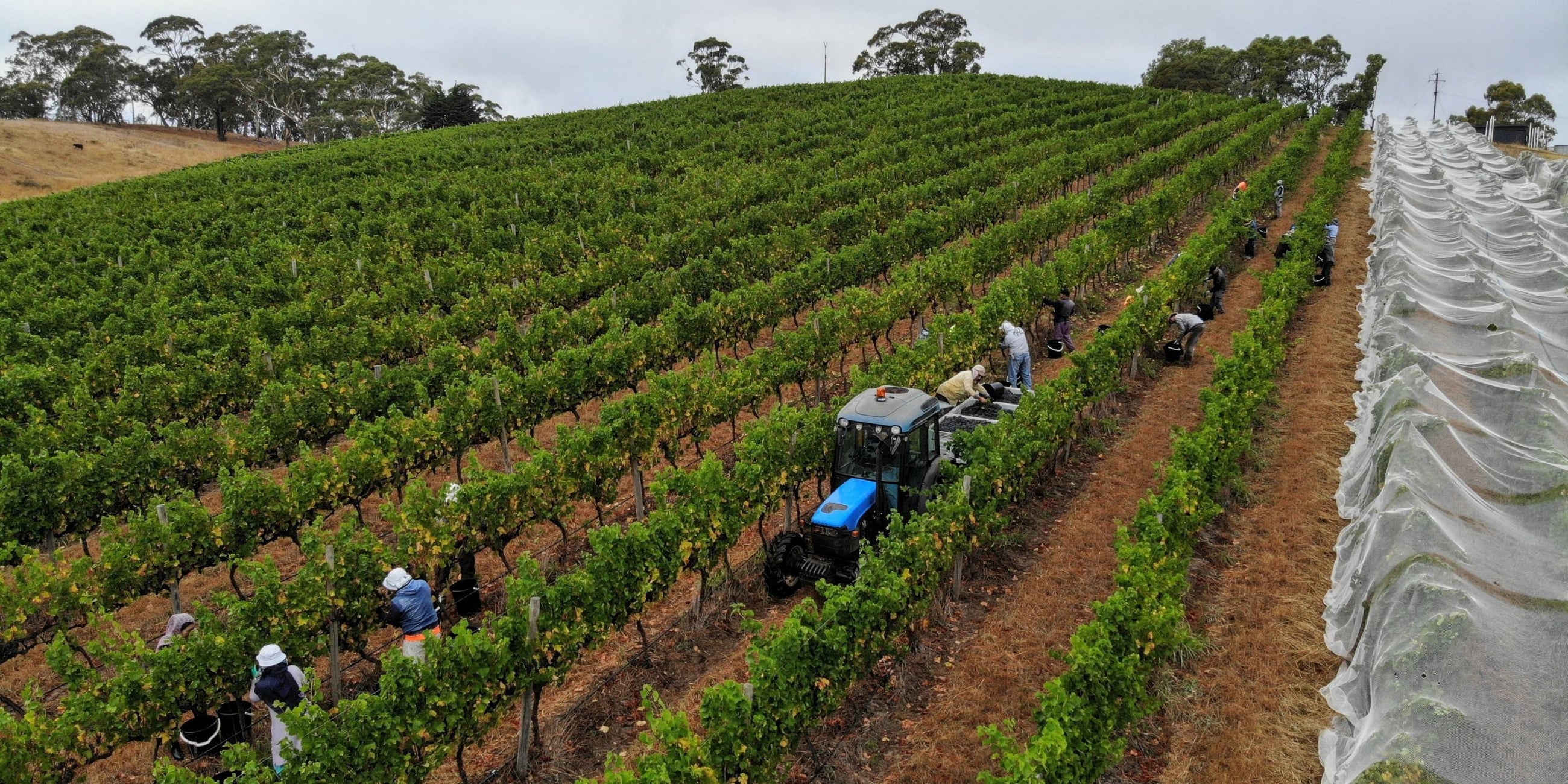 Pinot Noir